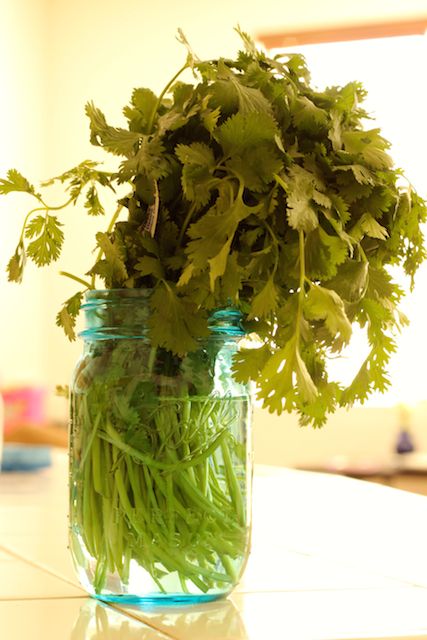 Saving Cilantro - Don't let fresh cilantro go to waste due to improper storage. Here's how to save it. Store Cilantro, Veggie Drawer, Budget Grocery List, Budget Grocery, Food Basics, Save Money On Food, Backyard Gardens, Healthier Alternatives, Herb Gardening