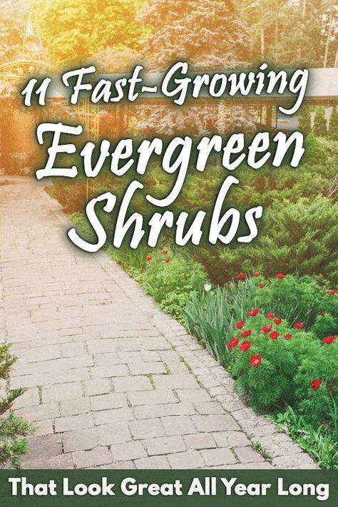 11 Fast-Growing Evergreen Shrubs That Look Great All Year Long. A wide garden filled with plants and everything else. Evergreen shrubs are the perfect plants that you can grow around your property and would also add a little touch to your landscaping. These tall and fast-growing plants are what landscapers would recommend to many people. If you're also looking for a plant that has low-maintenance, then check out these plants we've attached to the post. Fast Growing Privacy Shrubs, Fast Growing Flowers, Small Evergreen Shrubs, Landscaping Shrubs, Fast Growing Shrubs, Shrubs For Privacy, Low Growing Shrubs, Fast Growing Evergreens, Low Maintenance Shrubs