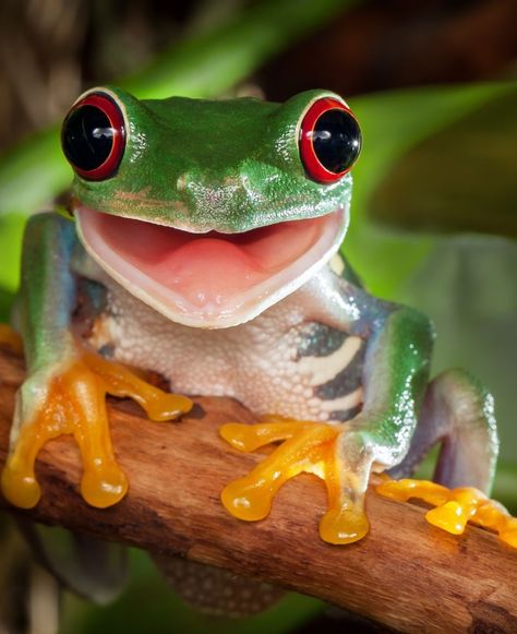 🐸 #SmilingFrog 😊 A red-eyed tree frog perched on a branch with a charming smile. Are you fascinated by amphibians, or interested in the habitats of such unique creatures? Red Eye Tree Frog, Red Eyed Frog, Red Eyed Tree Frog, Tree Frog, Red Eye, Frogs, Red