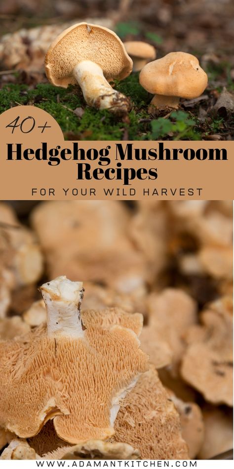 40+ Hedgehog Mushroom Recipes Hedgehog Mushroom Recipe, Mushroom Bread Pudding, Hedgehog Mushroom, Mushroom Bisque, Wild Mushroom Recipes, Edible Wild Mushrooms, Wild Mushroom Soup, Mushroom Varieties, Wild Food Foraging