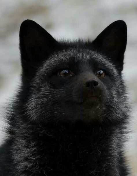 Fox Melanistic Animals, Wild Animals Photography, Fox Pictures, Fox Lover, Black Fox, Pet Fox, Pretty Animals, Wild Dogs, Fox Art