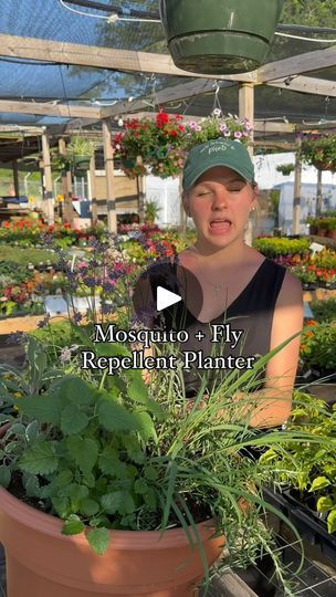 1M views · 51K reactions | Mosquito and Fly Repellent Planter 🦟 ❌ 

Planter Recipe:
14” pot filled with high quality potting soil 
1 4” lavender 
1 4” tricolor sage 
1 4” lemon balm 
1 4” lemongrass 
1 4” chives 
1 4” trailing rosemary 

Other mosquito and fly repellent plants you can mix in: 
Citronella 
Marigolds 
Mint 
Scented geraniums 
Basil 
Catnip 
Thyme 
Lantana 

We find the best luck when we rub our hands through the pot before sitting outside. This helps get the oils/scents in the air

#plants #planting #herbs #garden #gardening #flowers #flower | Needmore Farms | Gardening, and DIY | needmorefarms · Original audio Fly Repellent Plants, Planting Mint, Trailing Rosemary, Geranium Planters, Deck Plants, Repellent Plants, Scented Geranium, Herbs Garden, Sitting Outside