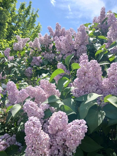 Lilac Plants, Sneep Snorp, Overgrown Yard, Enchanted April, Lilac Aesthetic, Moodboard Images, Lilac Plant, Nature Reference, Lilac Garden