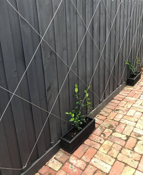 DIY Vine On A Wire Vines On Wood Fence, Vine Screen Wall, Diy Fence Trellis, Black Trellis Ideas, Vine Wall Outdoor, Backyard Trellis Ideas, Diy Vine Wall, Vine On Fence, Vine Privacy Fence