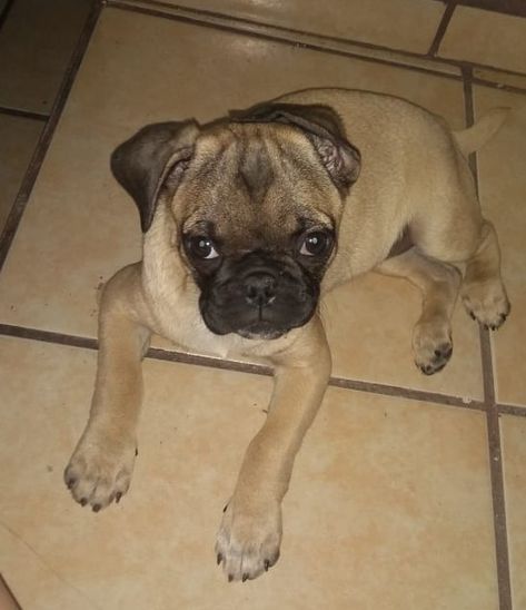 Soy Pug original tengo 3mese ya estoy vacunada busco hogar $1500 Pug, The Originals, Dogs, Animals