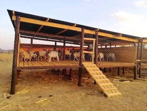 Farm Goat House, Goats Farm Ideas, Goat House Ideas Buildings, Goat House Plans, Pig House Ideas, Goat Stalls, Goat House Ideas, Goat Farming Ideas, Goat Shelter Ideas