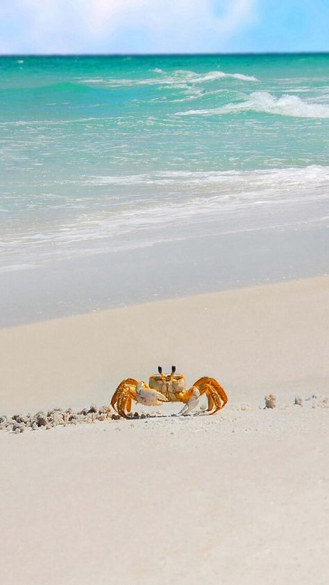 Crab...love this picture. I Love The Beach, Airbrush Art, Beach Living, Beach Time, Beach Scenes, Ocean Life, Ocean Beach, Summer Of Love, Marine Life