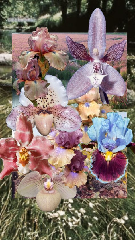 #thaphoenixswan #orchids #iris #beauty Orchid Wallpaper, Movie Club, Statement Art, Spring Baby, Stunning Wallpapers, Photography Inspo, Fantasy Landscape, Create Collage, Creative Fashion