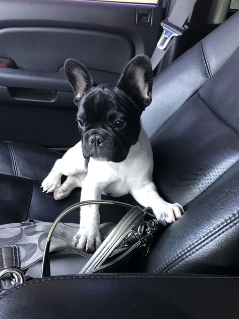 Black And White Frenchie, French Bulldog Puppy Black, Black And White French Bulldog, White French Bulldog Puppies, Flat Faced Dogs, White French Bulldog, Brindle French Bulldog, French Bulldog Pictures, Black And White French