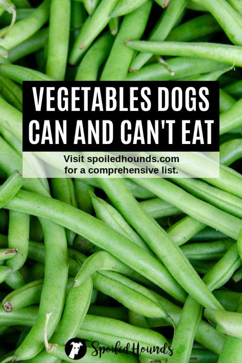 Can Dogs Eat Pumpkin, Can Dogs Eat Carrots, Can Dogs Eat Corn, Dog Vegetables, Holistic Dog Care, Foods Dogs Can Eat, Easy Dog Treat Recipes, Stencils Painting, Make Dog Food