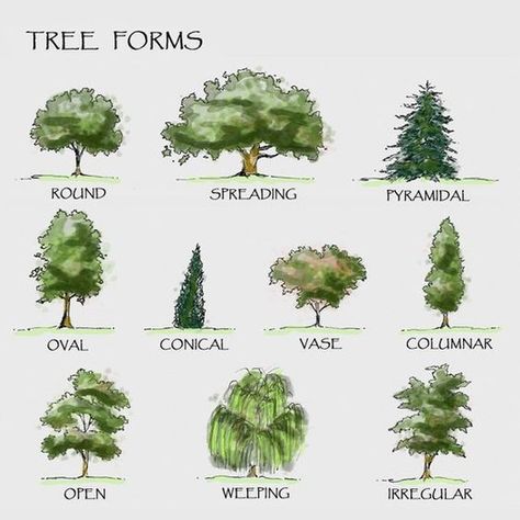 26 Handy Architecture Cheat Sheets, <a href='https://www.pinterest.com/pin/116319602857834009/'> via Pinterest</a> Tree Landscaping, Types Of Trees, Kunst Inspo, Landscaping Trees, Landscape Architecture Drawing, Tree Sketches, Desain Lanskap, Landscape Sketch, Landscape Plans