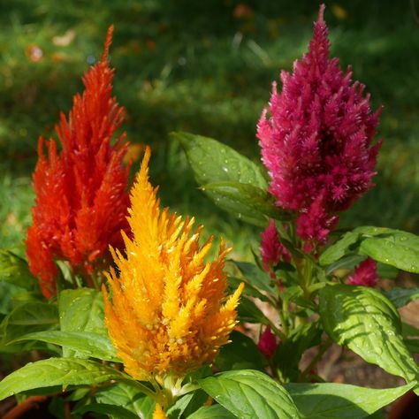 https://flic.kr/p/vqpZMm | Celosia plumosa Buy Seeds, Flower Guide, Hardy Perennials, Seasonal Flowers, Green Foliage, Pink And Yellow, Shades Of Orange, Event Styling, Orange Flowers