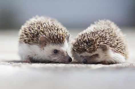 Hedgehog Background, Hedgehog Couple, Landak Mini, Diy Rocket, Creative Poster, Creative Poster Design, Blurred Background, Hedgehogs, Creative Posters