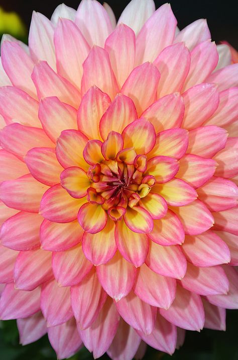 Pink and yellow dahlia flower Yellow Dahlia Flower, Yellow Dahlia, Flower Types, Rose Gardens, Rainbow Garden, Flower Close Up, Garden Fun, Belle Rose, Pansies Flowers