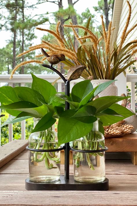 Pothos leaves in bottles of water on a coffee table. Pothos Centerpieces, Pothos Propagation, Pothos In Water, Greenhouse Inspiration, Plants 101, Pothos Vine, Popular House Plants, Easy Diys, Household Plants