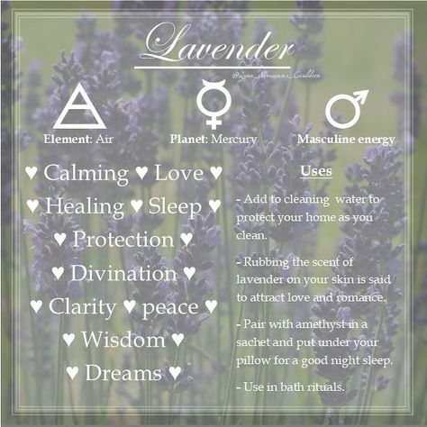 Correspondence of Lavender in relation to witchcraft Lavender Oil Witchcraft, Lavender In Witchcraft, Lavender Magical Uses, Lavender Healing Properties, Lavender Correspondences, Magical Properties Of Lavender, Herb Correspondences Witchcraft, Lavender Magical Properties, Lavender Witchcraft Uses