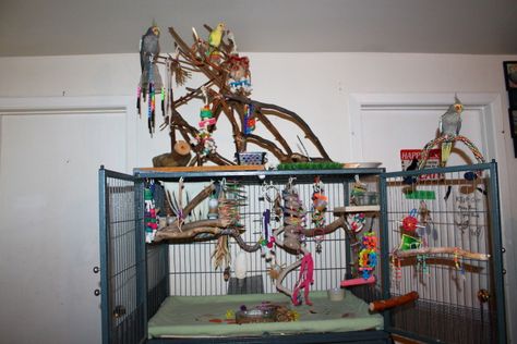 Post Photos Of Your Cage! - Page 125 - Talk Cockatiels Forums Bird Cage Setup, Conure Cage, Big Bird Cage, Homemade Bird Toys, Parrot Cages, Budgie Cage, Cockatiel Cage, Diy Bird Cage, Diy Bird Toys