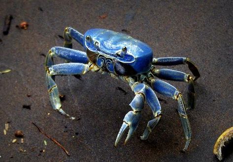 Crab Species, Big Crab, Crab Watercolor, Creature Ideas, Crab Art, Fish Artwork, Sea Crab, Crab And Lobster, Blue Crab