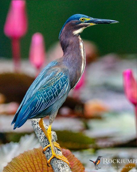 A relatively small wading bird of North and Central America. It frequents wetlands in low-lying areas where it is most active during dusk and dawn. Green Heron Tattoo, Heron Embroidery, Heron Tattoo, Green Heron, Heron Art, Beautiful Wildlife, Bird Identification, Bird Carving, Doodle Ideas