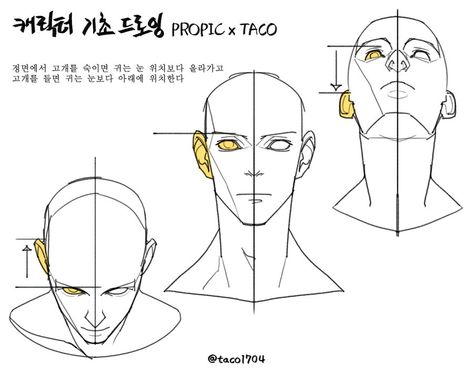 When the head is bowed from the front, the ears are higher than the eyes, and when the head is raised, the ears are lower than the eyes. Head Positions, Anime Anatomy, Head Anatomy, Body References, Face Structure, Anatomy Sculpture, Desen Realist, 얼굴 드로잉, Anatomy Tutorial