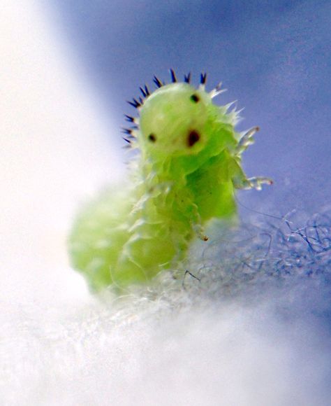 Tiny caterpillar captured by Gatrett Velvet Worm, Bug Board, Cute Caterpillar, Millipedes, Unexpected Beauty, Cute Backgrounds For Iphone, Baby Bug, Cool Bugs, Beautiful Bugs