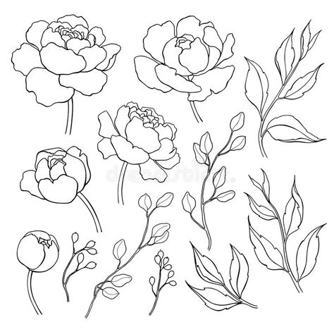 Leaves Line Drawing, Hur Man Ritar Blommor, Peony Drawing, Peony Leaves, Flower And Leaves, Flower Outline, Drawing Vector, Flower Sketches, Floral Set