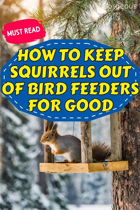 Keep Squirrels Out of Bird Feeders Squirrel Proof Garden, Get Rid Of Squirrels, Irish Spring Soap, Backyard Birds Watching, Squirrel Baffle, Backyard Birds Feeders, Bird Feeder Poles, Squirrel Feeders, Squirrel Proof Bird Feeders