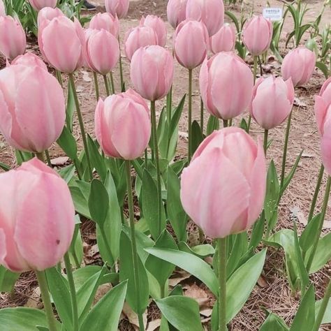 Pink Tulips, In The Garden, The Garden, Tulips, We Heart It, Lost, Green, Pink