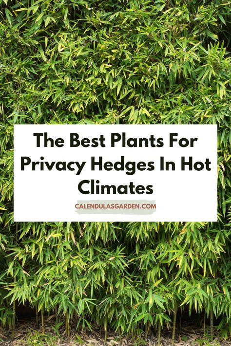 If you’re looking for a way to add some privacy to your yard, a privacy hedge is a perfect solution. Not only will it provide some much-needed shade and shelter from the wind, but it can also help to hide the unsightly features of your property. But with so many different plants to choose from, how do you know which one is right for you? In this blog post, we’ll take a look at the best plants for a privacy hedge, as well as how to plant and care for them. Mediterranean Privacy Hedge, Desert Landscaping For Privacy, Outdoor Garden Shade Ideas, Tropical Plants For Privacy Fence, Cactus Privacy Wall, Tropical Privacy Hedge, Best Plants For Privacy Screen, Palms For Privacy, Drought Tolerant Privacy Plants