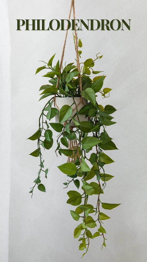 To care for a hanging philodendron, place it in bright, indirect light. Water when the top inch of soil is dry, and ensure the pot has drainage holes. Use well-draining soil and maintain moderate humidity. Prune regularly to encourage bushiness. Fertilize monthly in spring and summer. Its cascading vines and lush leaves add elegance, improving air quality and enhancing your home’s ambiance. 
#HouseplantCare
#Philodendron
#IndoorGardening
#AirPurifyingPlants
#PlantLovers Hanging Philodendron, Green Warriors, Philodendron Plant, English Ivy, Air Purifying Plants, Light Water, Self Watering Planter, House Plant Care, Language Of Flowers