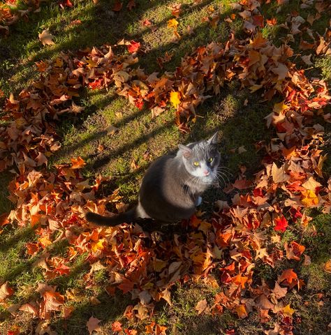 Pretty Fall Aesthetic, Fall Cats Aesthetic, Fall Cat Aesthetic, Cats In Autumn, Fall Pfp, Autumn Cats, Autumn Core, Halloween Costumes 2022, Halloween Breakfast