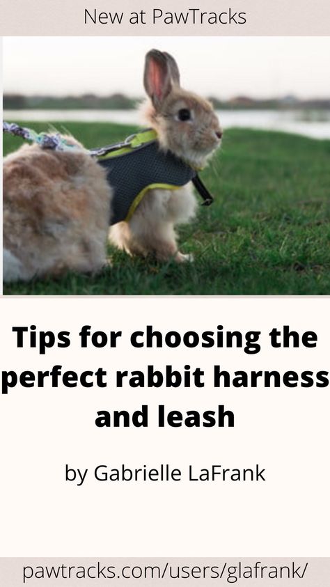 From size to fit to feel, there’s a lot to consider. Here are a few things to remember while you’re shopping for a bunny harness. Rabbit Harness Diy, What Do You Need For A Pet Bunny, Rabbit Supplies List, Rabbit On Leash, Names For Pet Bunny Rabbits, Bunny Leash, Rabbit Harness, Bunny Harness, Rabbit Clothes