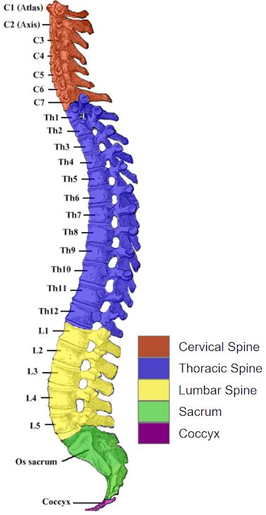 Information and pictures of the spine and spinal cord showing C1 to S5 vertebra and which vertebra effect various body functions. The human spinal cord consists of nerves that connect the brain to nerves in the body. It is a superhighway for messages between the brain and the rest of the body. The spinal cord is surrounded for most of its length by the bones (vertebrae) that form the spine. Spinal Cord Shirt, C Spine Anatomy, Spinal Vertebrae Anatomy, The Spine Anatomy, Spinal Chord Art, Spine Bones Anatomy, Human Spine Art, Human Spine Anatomy, Spinal Cord Diagram