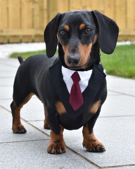 Dachshund Lovers on Twitter: "Call me the CEO of treats 😋 ( = https://t.co/HkXc2h6T9t )… " Dog Tux, Dog Wearing Clothes, Ring Bearer Dog, Dog Tuxedo, Cute Dog Collars, Dog Tie, Custom Dog Collars, Puppy Collars, Dachshund Lovers