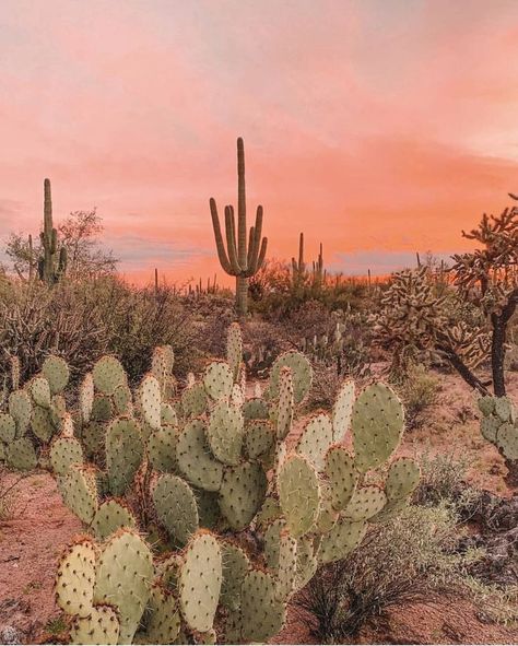 Desert Aesthetic, Desert Dream, Desert Vibes, Desert Cactus, Desert Sunset, Sunset Quotes, Cactus Garden, Cactus Flower, Desert Landscaping