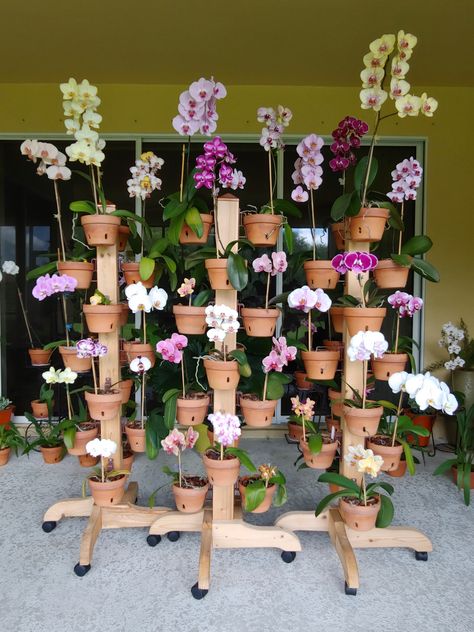 Solid cedar rolling plant stands from hangapot.com Poles come with legs, wheels, cap and 16 Hangapot flower pot hangers. Orchid Stand, Orchid Garden Ideas, Ginger Plants, Pot Hangers, Flower Pot Hanger, Hanging Orchid, Indoor Orchids, Tire Garden, Orchid Plant Care