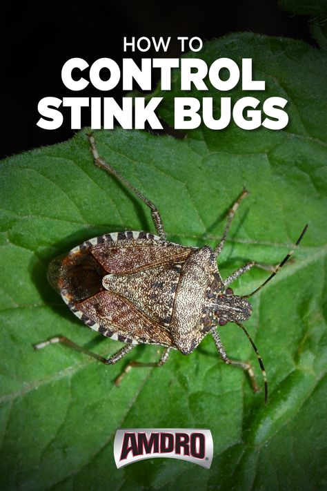 Use these tips to control  these foul smelling pests this fall. Stink Bugs Repellent, Bug Identification, Get Rid Of Bed Bugs, Bug Spray Recipe, Stink Bug, Kill Bugs, Rid Of Bed Bugs, Outside Fall Decor, Diy Pest Control