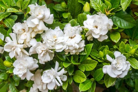 How To Grow And Care For Gardenias Gardenia Trees, Growing Gardenias, Gardenia Bush, Gardenia Plant, Backyard Plants, White Gardenia, Southern Garden, Fragrant Plant, Foundation Planting