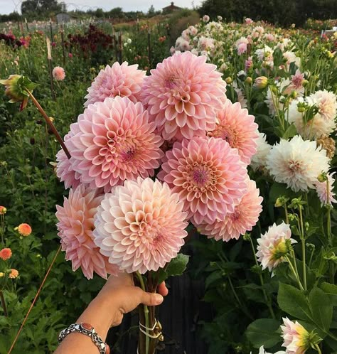 Dahlia. Dahlias. Dahlias. Dahlias Garden, Flowers Instagram, Cut Flower Garden, Flower Therapy, Haiwan Peliharaan, Dahlia Flower, Flower Farm, Beautiful Blooms, Flower Photos