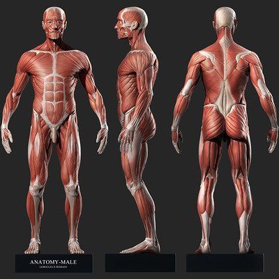 ArtStation - Fast sculpting (During lunchtime breaks) , Paloma Alperi Abs Anatomy, Human Anatomy Study, Muscles Reference, Human Muscles, Human Body Muscles, Head Proportions, Skin Anatomy, 3d Anatomy, Man Anatomy