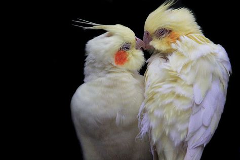 A love birds' kiss   by jinterwas, via Flickr Birds Kissing, Kiss Pictures, Sweet Pic, Australian Birds, Funny Birds, Bird Pictures, Cute Birds, Love Birds, Beautiful Creatures