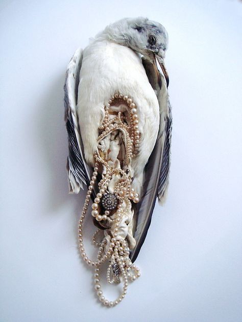 Jane Howarth - I've always loved these, so fragile but so beautiful Taxidermy Art, Vulture Culture, Damien Hirst, Artist Statement, Sculpture Installation, Weird And Wonderful, Art Plastique, Taxidermy, Beautiful Birds