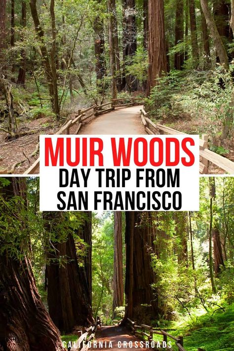 San Francisco Muir Woods, Lost Coast California, Pch Roadtrip, San Francisco Hikes, Solo Travel Aesthetic, Muir Woods California, California Waterfalls, California Places To Visit, San Francisco With Kids