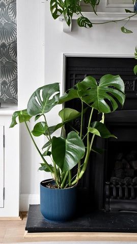 The Ultimate Cheese Plant Care Guide | Happy Houseplants – Happy Houseplants Ltd Swiss Cheese Monstera, Jungle Habitat, Snow Plant, Plant Vibes, Organic Plant Food, Easy Care Houseplants, Yellow Plants, Swiss Cheese Plant, House Plant Pots