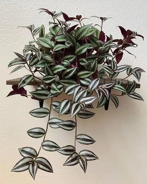 Indoor Vine Plants, Indoor Vines, Vine Plants, Wandering Jew Plant, Heart Leaf Philodendron, Ficus Pumila, Inch Plant, Wall Hanging Ideas, Arrowhead Plant