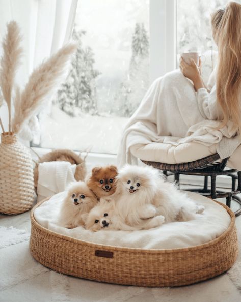 Handmade Dog Beds, Basket Dog Bed, Aesthetic Dog, Big Puppies, Dog Things, Craft Techniques, Dog Cages, Dog Rooms, Dog Bed Large