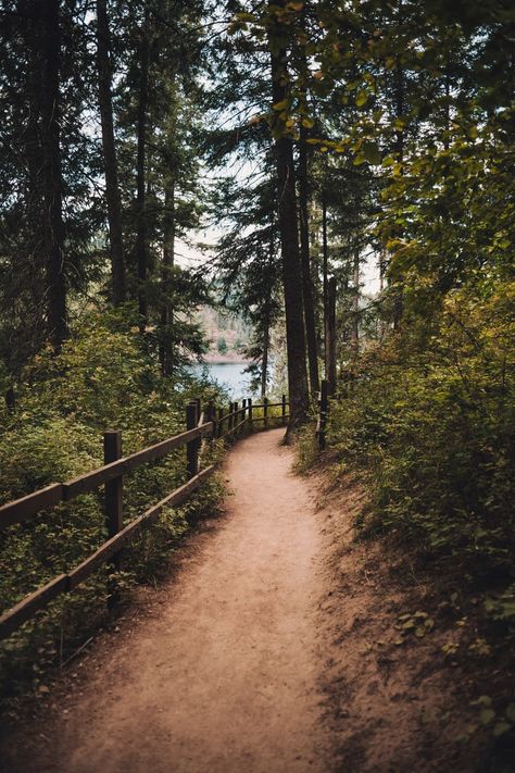 gray road between trees during daytime photo – Free Nature Image on Unsplash Coeur D'alene Idaho, Tree Images, Coeur D'alene, Nature Images, Green Trees, Nature Photos, Idaho, Great Places, Family Travel