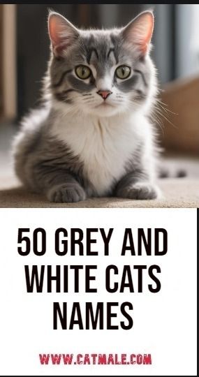 50 Grey and White Cats Names Cat Names For Grey Cats, Gray Kitten Names, Gray Cat Names, Grey Tortoiseshell Cat, Grey Kitten Names, Female Cat Names Unique, Boy Cat Names Unique, Grey And White Cats, Male Cat Names Unique