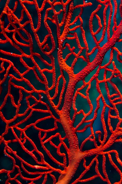 Animals Tattoo, Ocean Underwater, Beautiful Sea Creatures, Texture Inspiration, Sea Coral, Water Photography, Coral Reefs, Orange Coral, Ocean Creatures