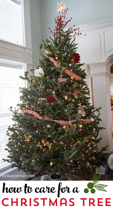 Tips for caring for a Christmas Tree and keeping fresh Christmas trees looking great all season Ribbon Wreath Christmas, Christmas Tree Trimming, Live Christmas Trees, Black Christmas Trees, Fun Christmas Crafts, Fresh Christmas Trees, Christmas Projects Diy, Holiday Christmas Tree, Christmas Wonderland